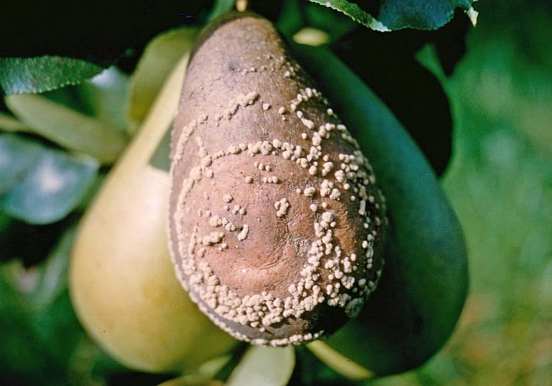 Birnenmoniliose