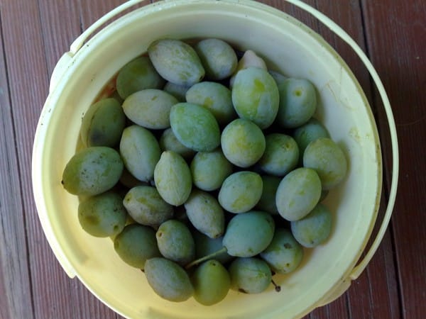 slyvos krinta