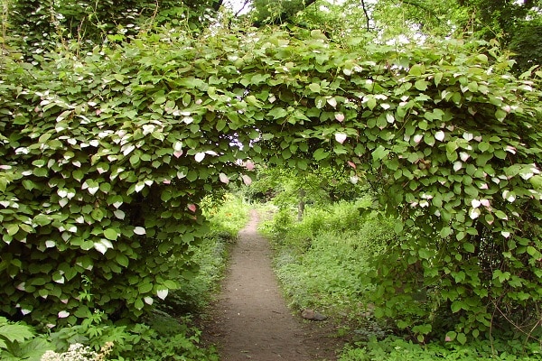actinidia vines