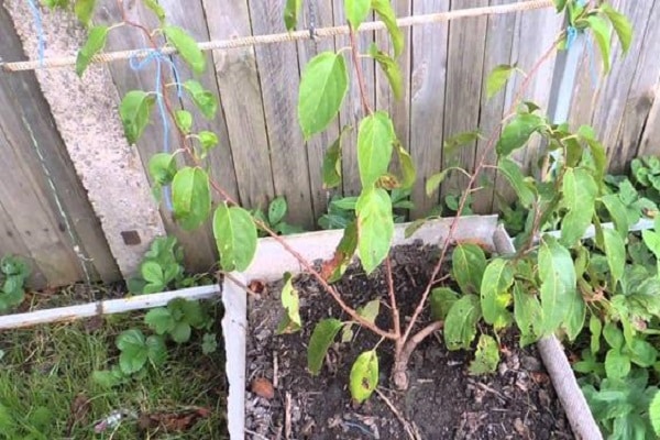 drying out of soil