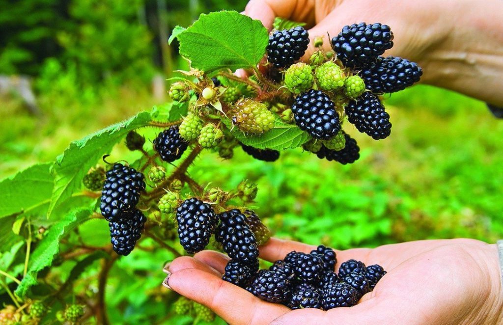Brombeere für den Ural