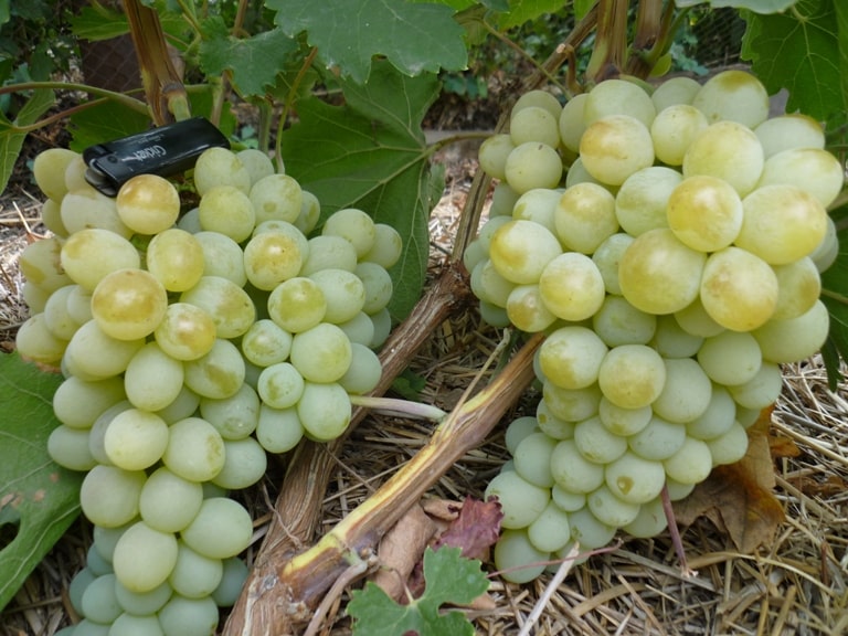 uvas anatoly el grande