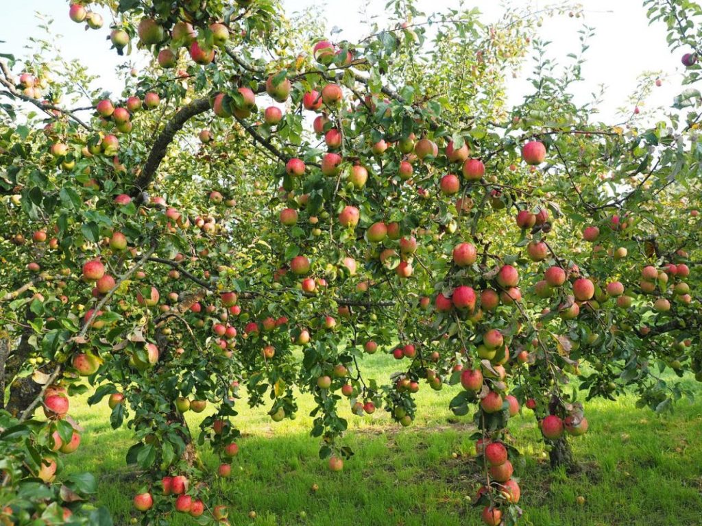 Pommier Uralets