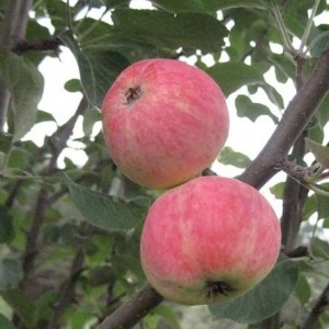 Pommier Uralets