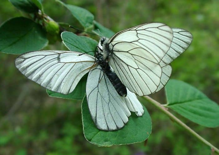 Weißdornschmetterling
