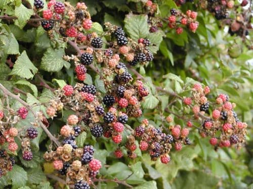 Brombeerbusch