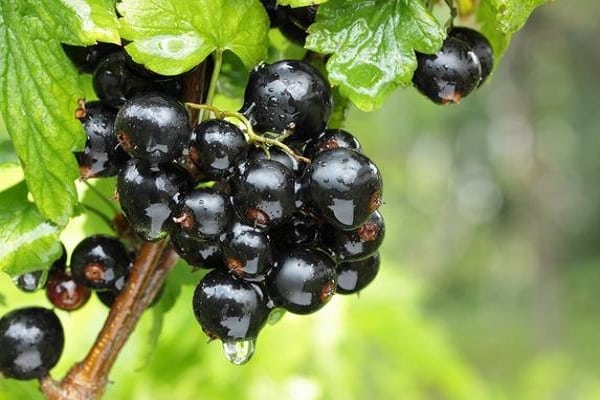 planta fruta