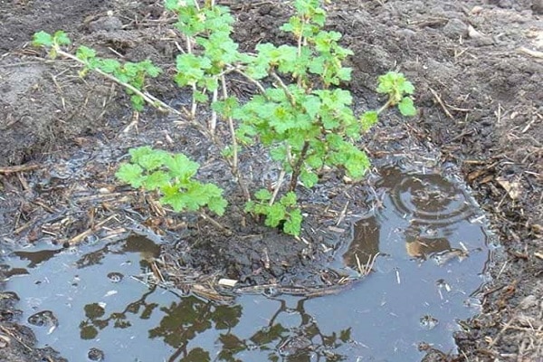regando plantas