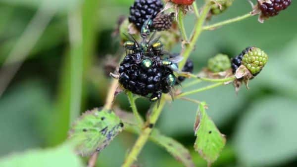 blackberry karaka μαύρο