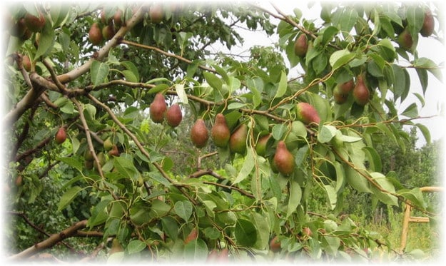 pear Talgar beauty