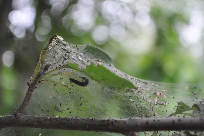 Spinnennetz auf dem Apfelbaum