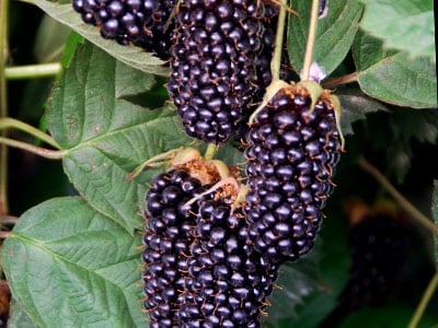 Ouachita Brombeersorte