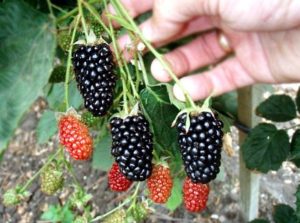 Опис и карактеристике сорте купина Натцхез, размножавање, садња и нега
