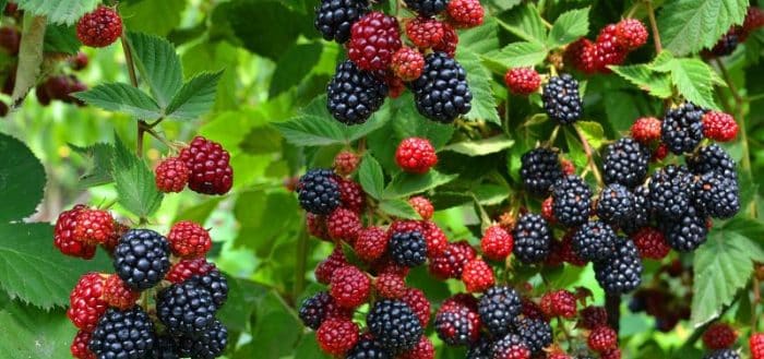 Blackberry Goof Tei