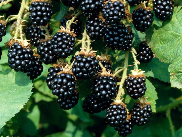 Brombeersorte Agavam