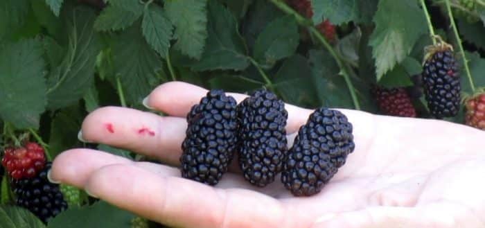 blackberry karaka μαύρο