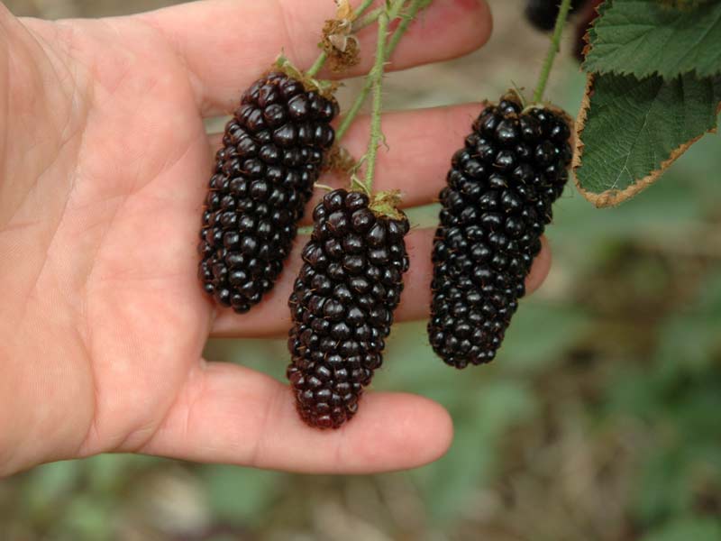 blackberry karaka μαύρο