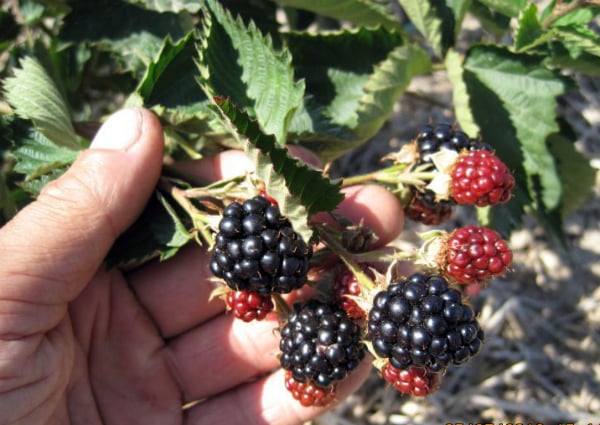 Navajo Brombeere