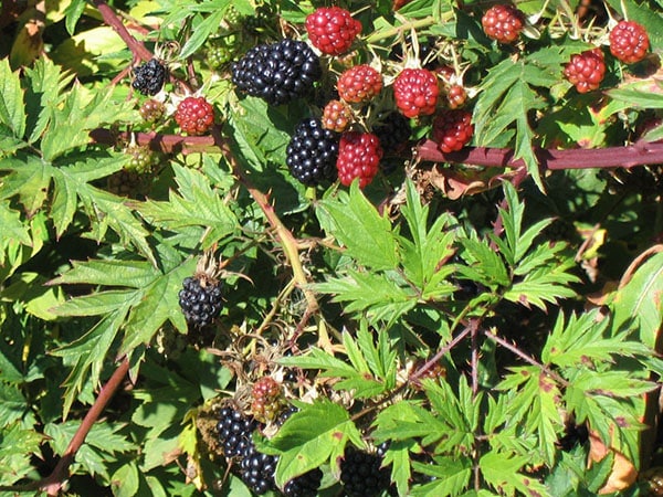Blackberry Thornless Evergreen