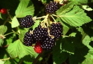 Beschreibung und Eigenschaften von Brzezina Brombeeren, Pflanzen und Pflege
