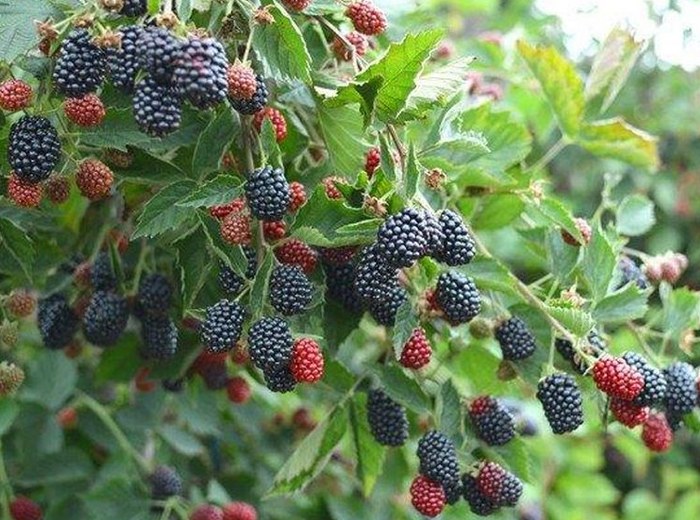 зрели бомбони