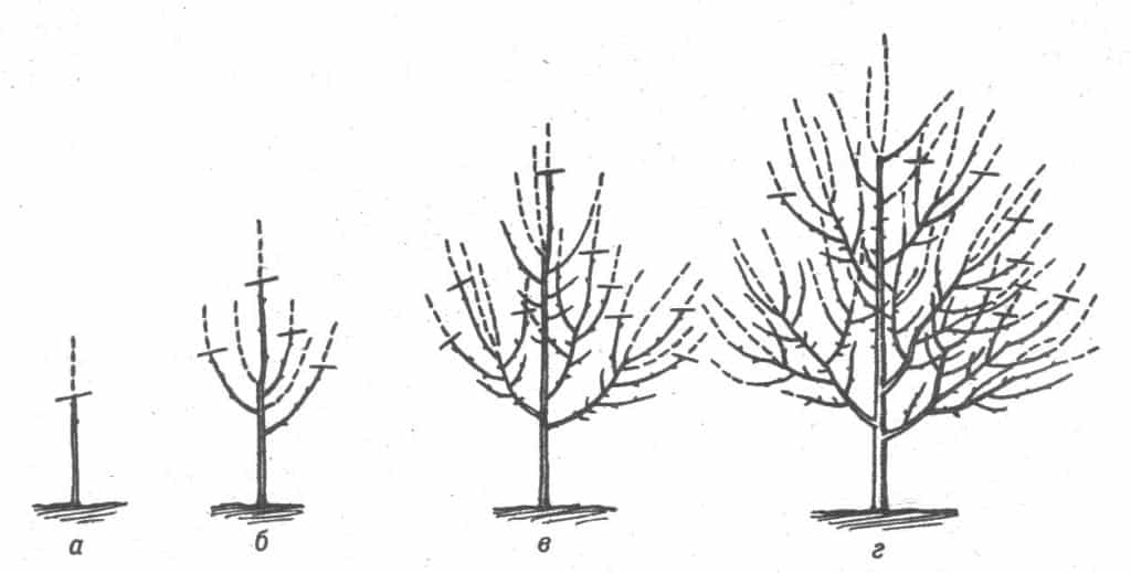 taille de pomme