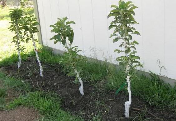 säulenförmiger Apfelbaum