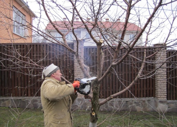 śliwka do przycinania