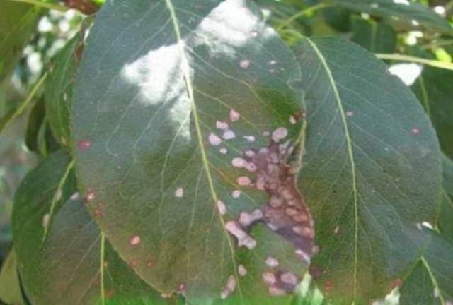Septoria Birne