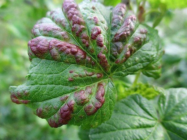 currant diseases