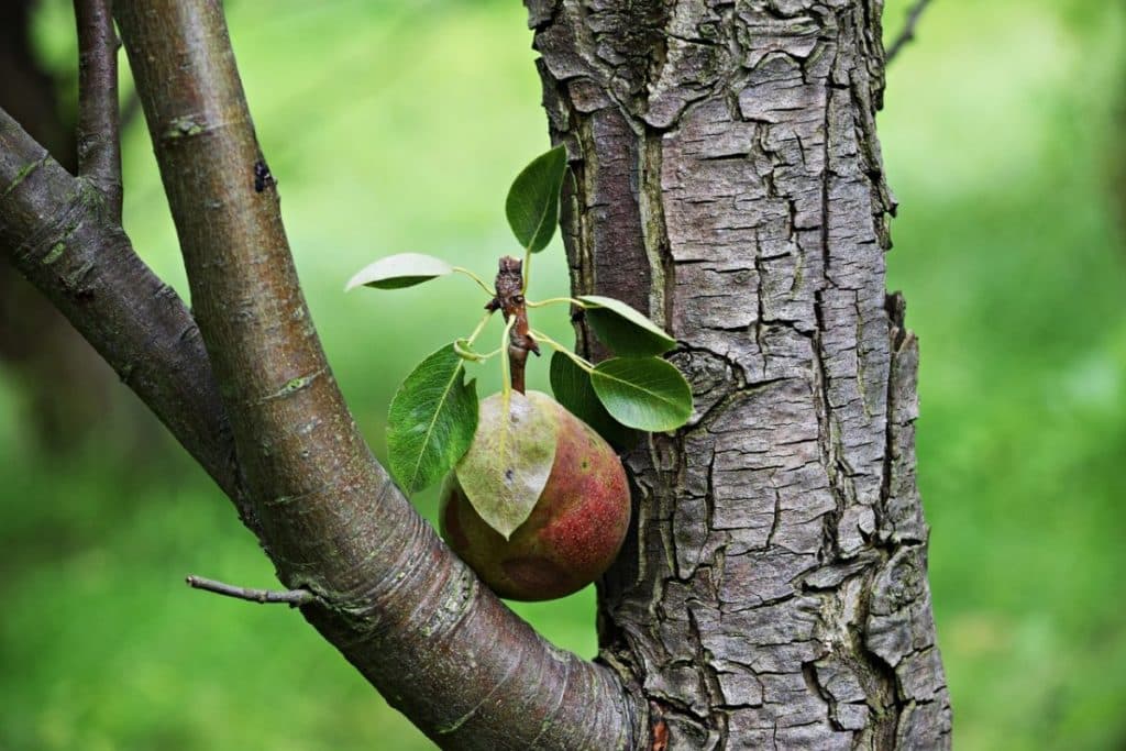 pêra não dá frutos