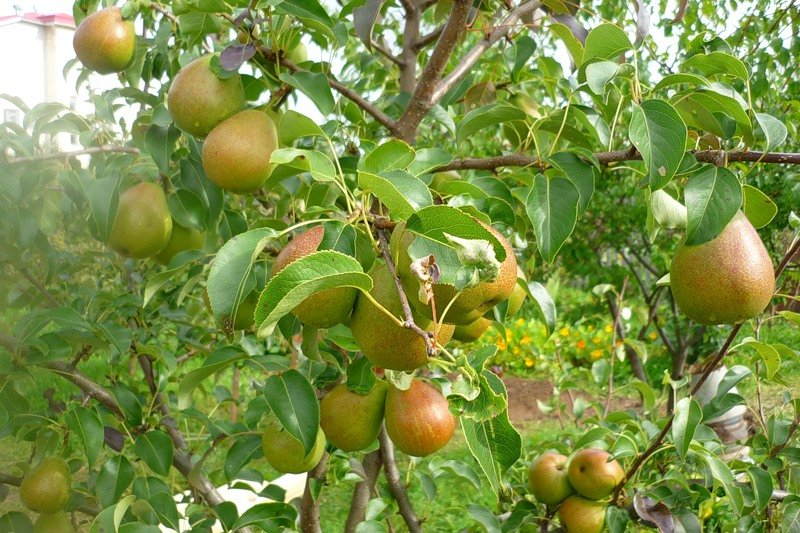 pêra não dá frutos
