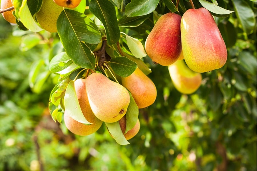 poire mûre
