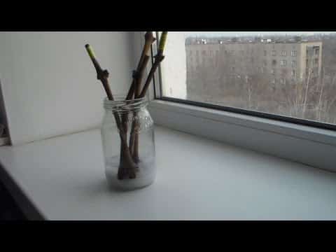 seedling in water