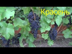 Опис и карактеристике сорте грожђа Крассен, историја узгоја и особине гајења