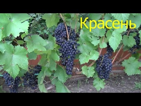 грожђа црвено