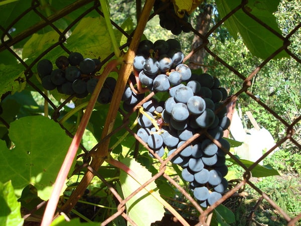 Raisins vaillants