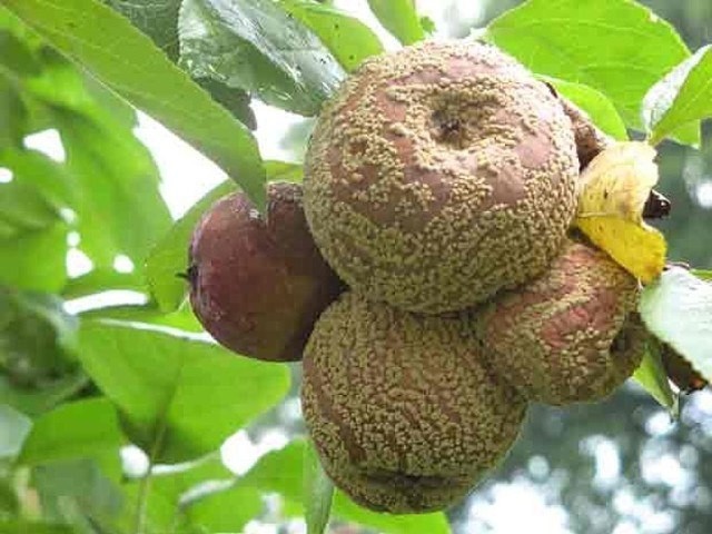 Pear Moniliosis