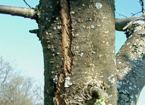 the bark on the apple tree is cracking