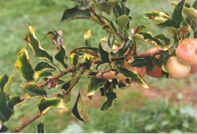 hojas de manzana secas