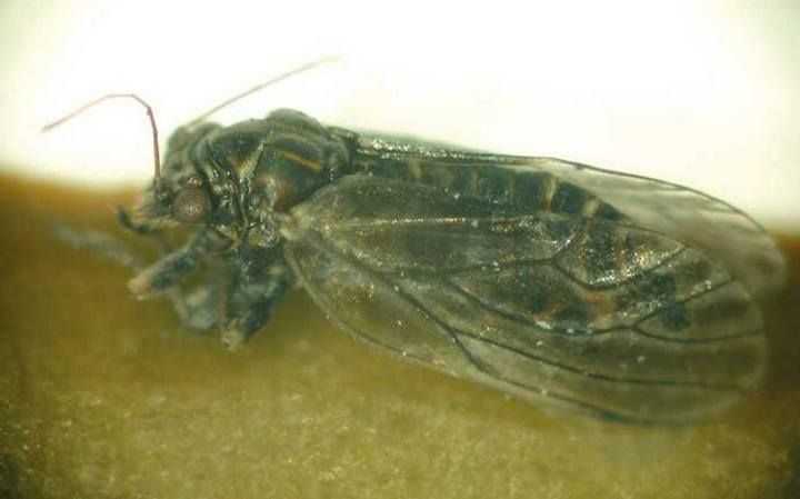 Sauger auf Birnen