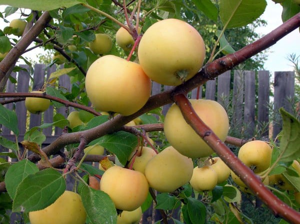macieira Ural bulk