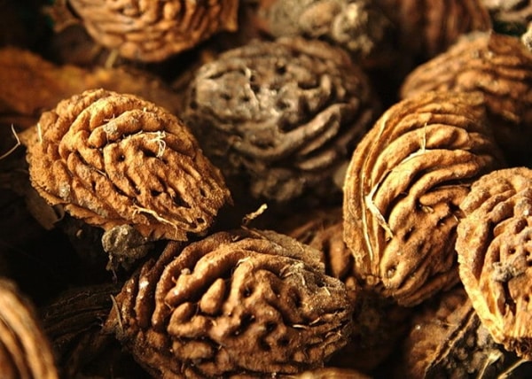 nasiona brzoskwini