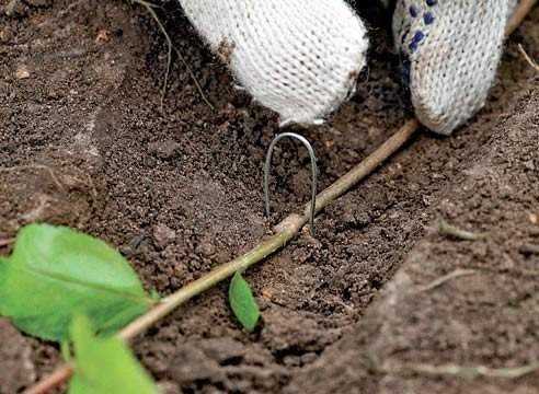 growing an apple tree from a branch