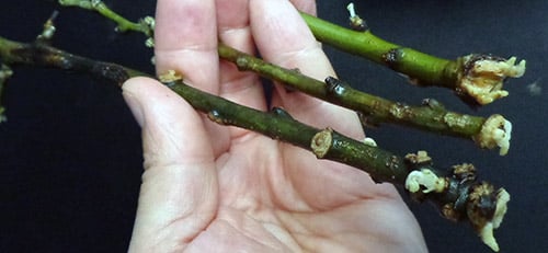 growing from a branch of an apple tree