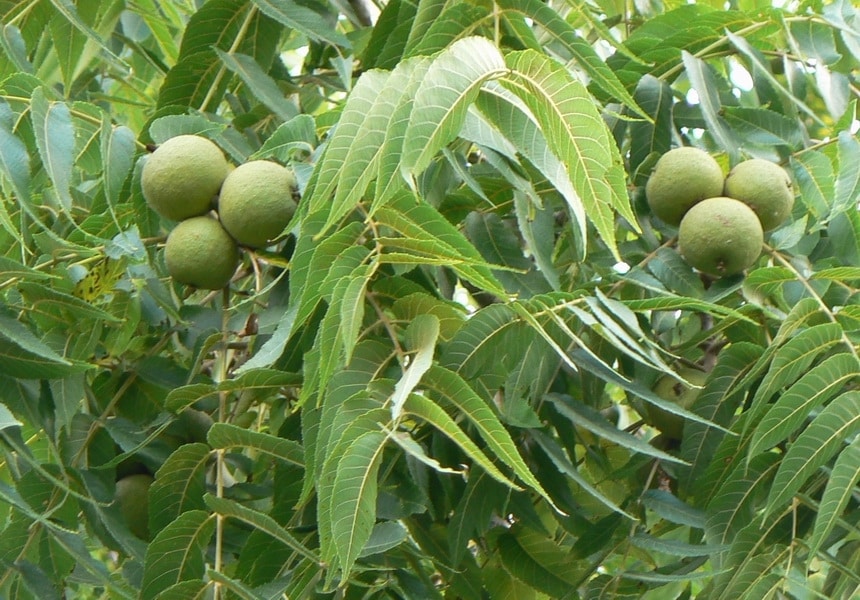 كيف نزرع الجوز
