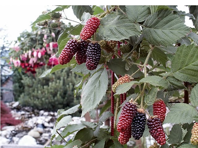 blackberry karaka μαύρο