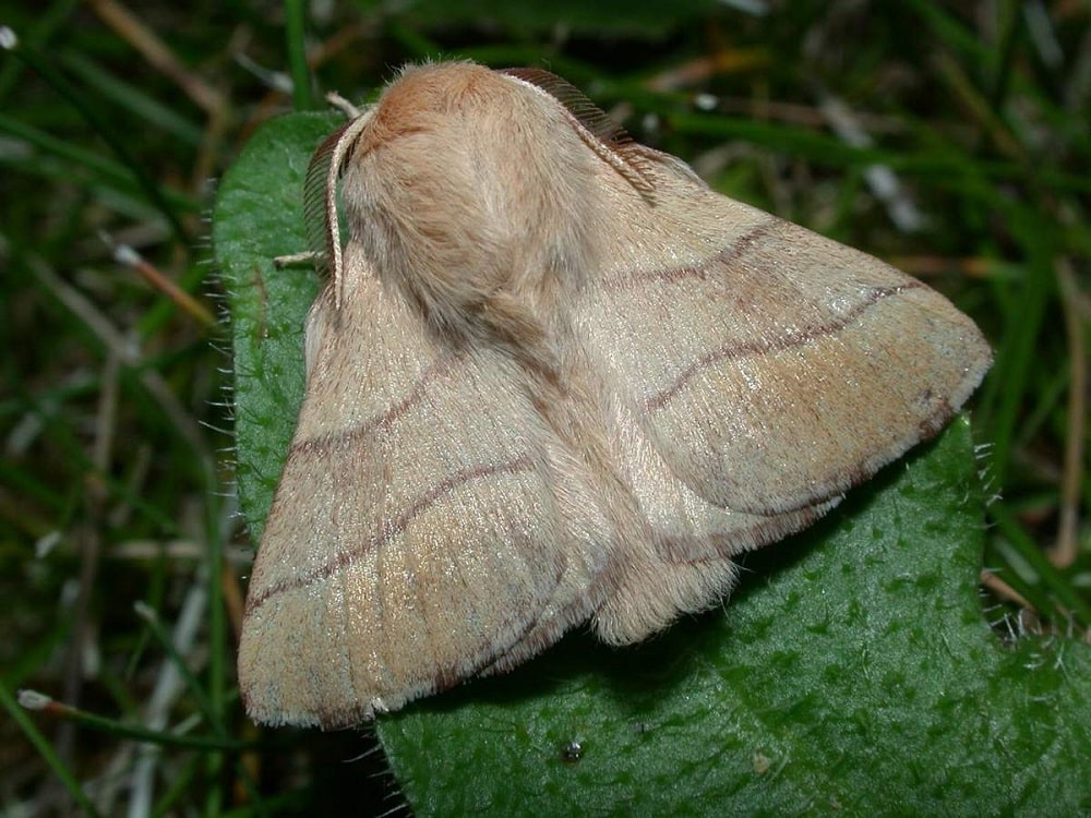 Seidenraupe beringt