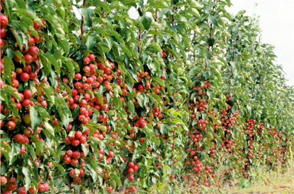 apple tree columnar