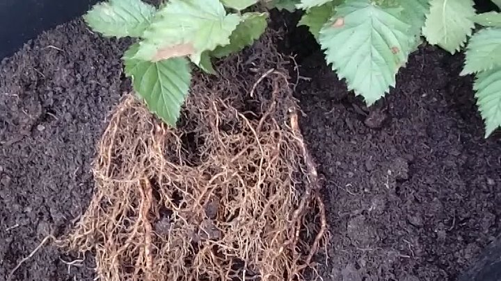 triple corona de mora